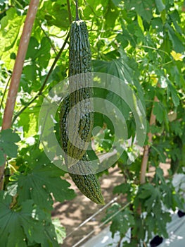 Bitter Melon, a vegetable grown in Indonesia