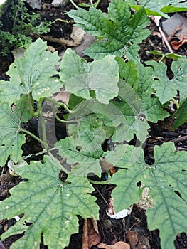 Bitter melon is a vine that originates from Tropical Asia