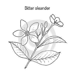 Bitter oleander Wrightia or holarrhena antidysenterica , medicinal plant