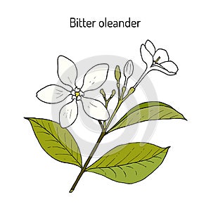 Bitter oleander Wrightia or holarrhena antidysenterica , medicinal plant