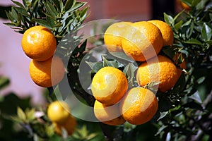 Bitter orange, chinotto grove