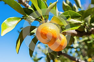 bitter orange fruit on a tree branch
