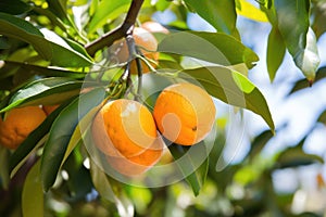 bitter orange fruit on a tree branch