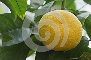 Yellow Bitter orange fruit on a tree