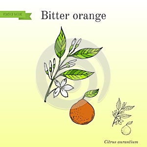 Bitter orange, Seville orange, sour orange, bigarade orange, or marmalade orange, twig with flowers photo