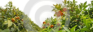 Sour Orange - bigarade orange tree in the detail photo