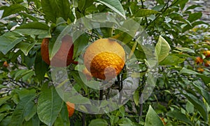 Bitter orange, Sour Orange - bigarade orange tree photo