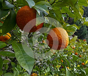 Bitter orange, Sour Orange - bigarade orange tree photo