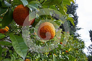 Bitter orange, Sour Orange - bigarade orange tree