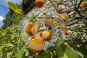 Sour Orange - bigarade orange tree in the detail