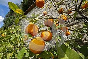 Sour Orange - bigarade orange tree in the detail photo