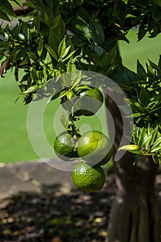 Unripe fruit of a Citris X aurantium Myrtifolia or chinotto orange tree