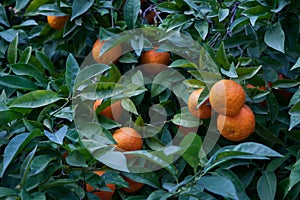 Bitter orange tree Citrus aurantium