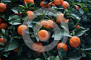 Bitter orange tree Citrus aurantium photo