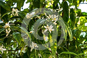 Bitter orange tree flowers and fruits