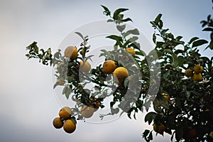 bitter orange tree laden with fruits and flowers,