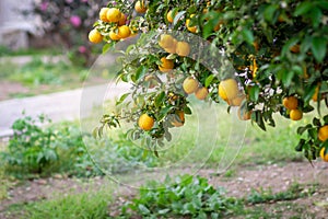bitter orange tree laden with fruits and flowers,
