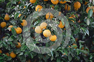 bitter orange tree laden with fruits and flowers,