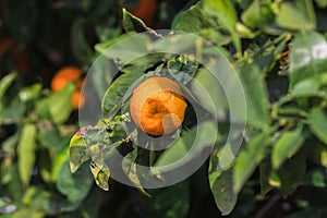 Bitter orange tree with ripe orange fruit