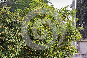 Bitter orange tree with ripe orange fruit