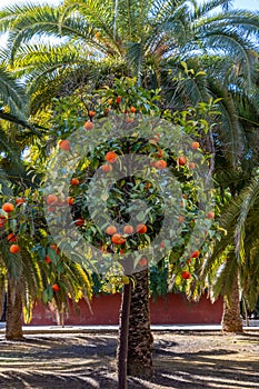 A bitter orange tree in Seville, laden with oranges used for marmalade making