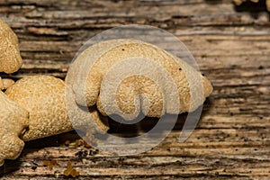 Bitter Oyster Fungus - Panellus stipticus