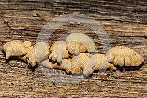 Bitter Oyster Fungus - Panellus stipticus