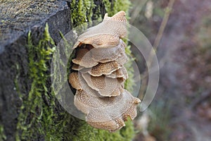 The Bitter Oysterling Panellus stipticus is an inedible mushroom