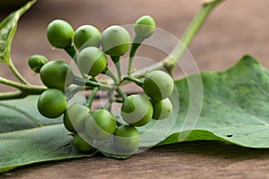 Bitter Pea Eggplant
