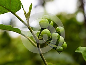 Bitter Pea Eggplant