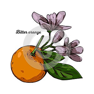 Bitter Seville sour bigarade marmalade orange citrus tree Citrus aurantium leaf and purple flowers. Vector illustration of photo