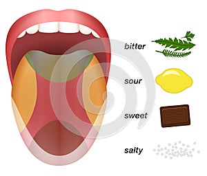 Bitter Sour Sweet Salty Tongue Taste Map photo