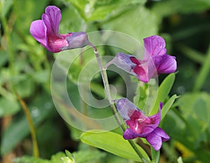 Bitter Vetch