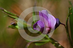 Bitter Vetch Flowers