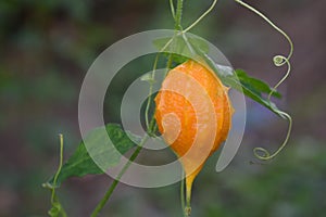 A bitter wild melon