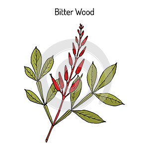 Bitter-wood, Quassia amara photo