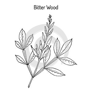 Bitter-wood Quassia amara , medicinal plant photo