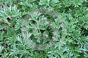 Bitter wormwood Artemisia absinthium bush grows in nature