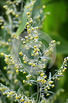 Bitter wormwood (Artemisia absinthium) bush grows in nature photo