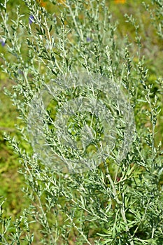 Bitter wormwood Artemisia absinthium L.. Flowering plant