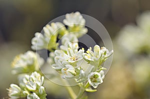 Bittercress flower Cardamine hirsuta