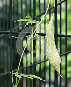 Bittergourd