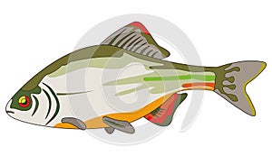 Bitterling fish