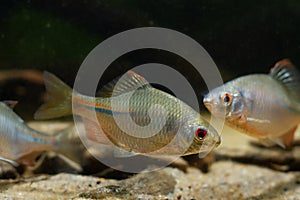 Bitterling male in bright spawning coloration, leaf litter on sand bottom, freshwater wild caught domesticated fish