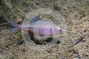 Bitterling rhodeus amarus Frashwater fish underwater