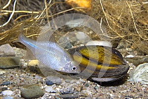 Bitterling rhodeus amarus Frashwater fish underwater