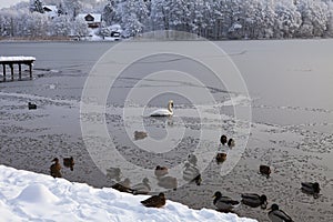 A bitterly cold day (-20C) in Trakai, Lithuania. Swans, ducks swimming in a lake in Bernardin Lake