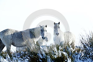 Herd of ponies in the snow on Dartmoor