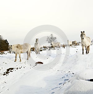 Herd of ponies in the snow on Dartmoor