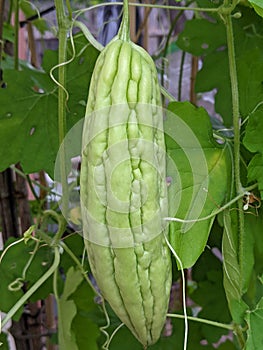 Bittermelon Gourd
